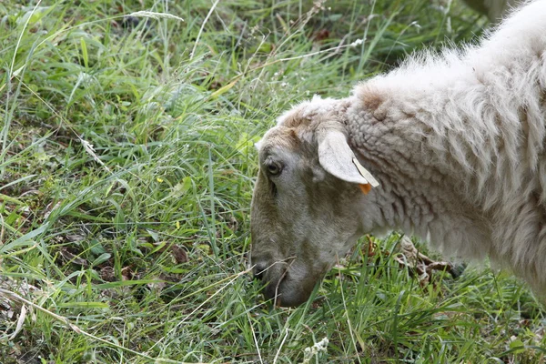 Ovce pastvy — Stock fotografie