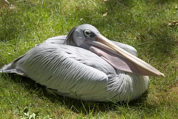 Pelicano Branco em ebulição — Fotografia de Stock