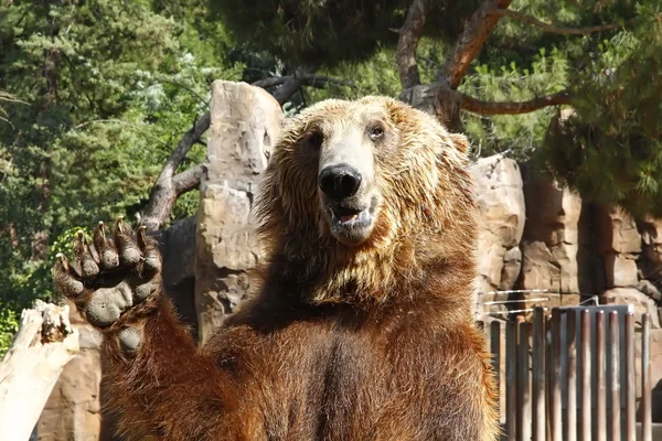 Brauner winkender Bär — Stockfoto