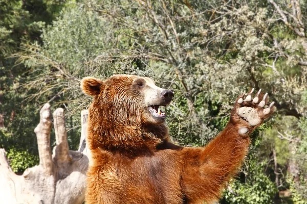 Hnědý medvěd mává — Stock fotografie
