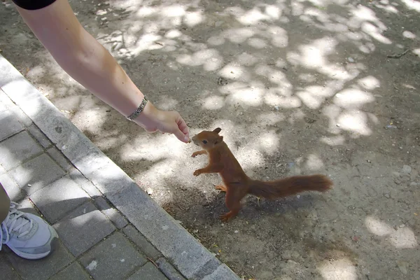 Esquilo simpático comendo da mão — Fotografia de Stock
