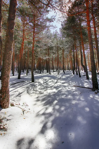 Bosques de pinos en las montañas con mucha nieve —  Fotos de Stock