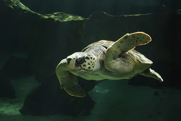 Beautiful sea turtle swimming — Stock Photo, Image