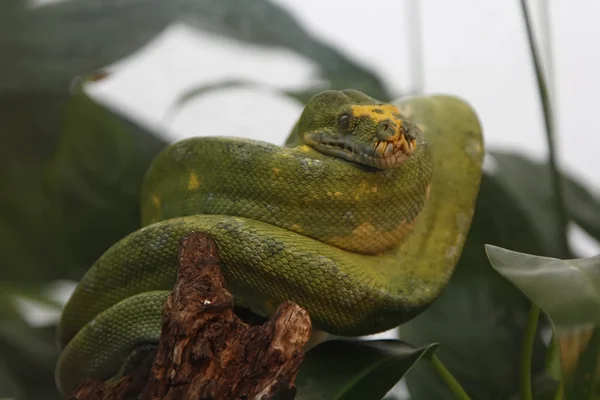 Serpiente verde —  Fotos de Stock