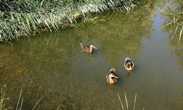 Brown ducks swimming in the water — Stock Photo, Image