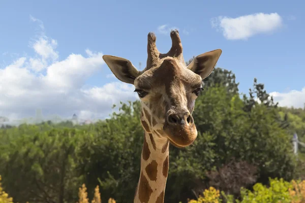 Detailní záběr mladá žirafa — Stock fotografie