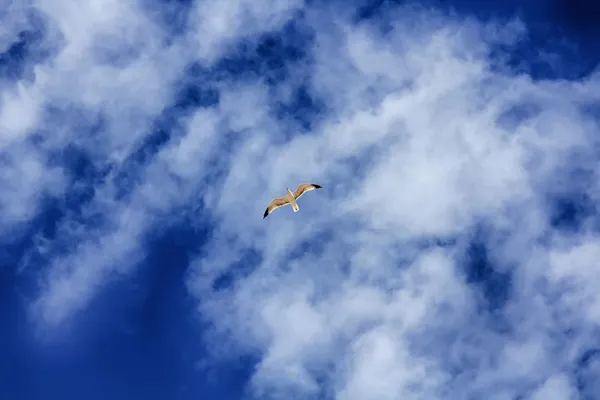 海鸥飞越蓝天，白云 — 图库照片