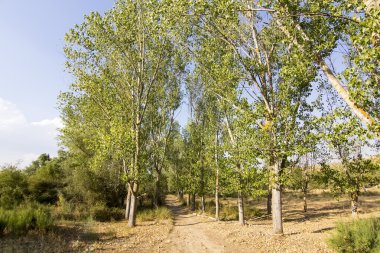 Büyük ağaçlar arasında toprak yol