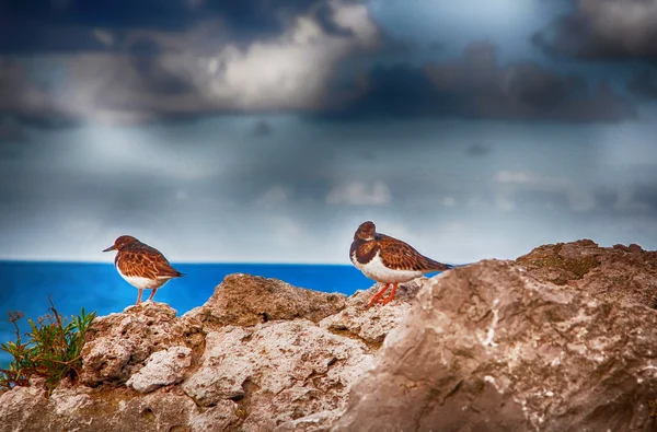 Deniz kenarında bir kayanın üzerinde tünemiş güzel kuşlar (Anthus cervinus) — Stok fotoğraf