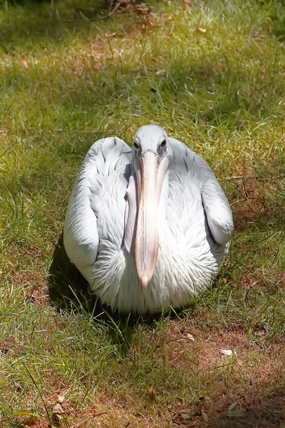 Pelicano Branco em ebulição — Fotografia de Stock