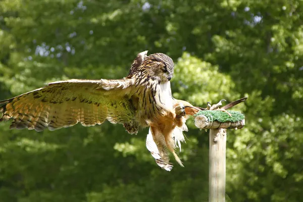Stunning brown owl in flight — Stock Photo, Image