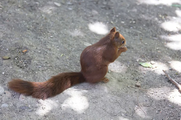 Walking on the ground squirrel — Stock Photo, Image