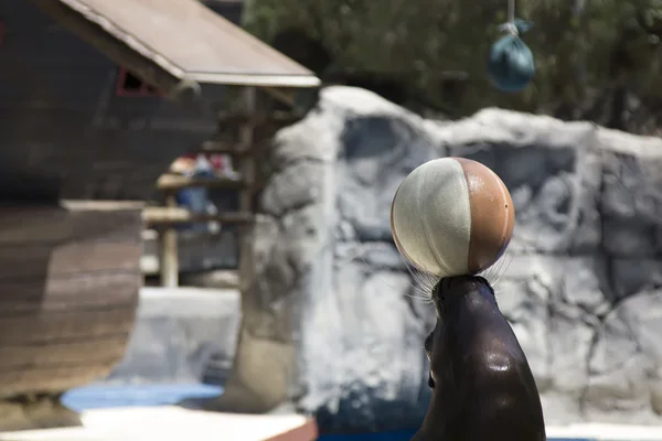 Making sea lion balancing a ball on his nose — Stock Photo, Image