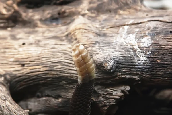 Terrifying rattlesnake coiled — Stock Photo, Image