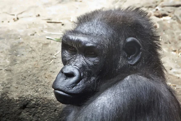 Nahaufnahme eines Gorillas — Stockfoto