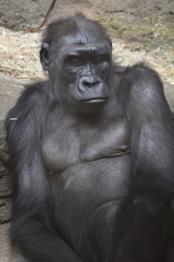 Bir gorile yaklaş.