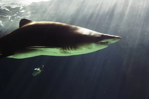 Huge bull shark swimming — Stock Photo, Image