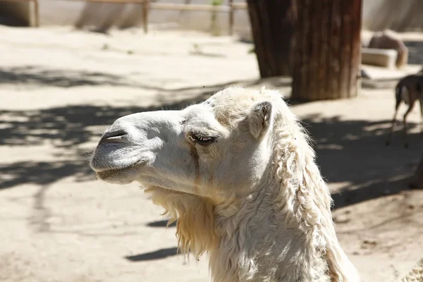 Beautiful white camel — Stock Photo, Image
