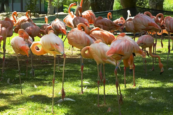 Flamingos em fundo verde — Fotografia de Stock