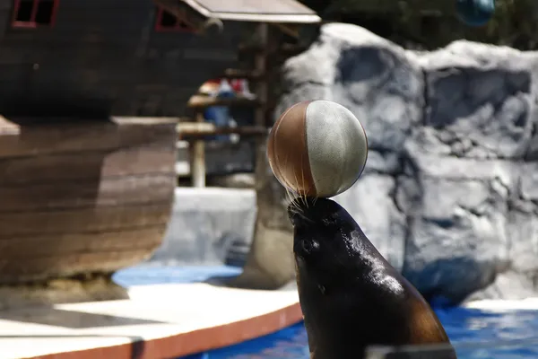 Haciendo león marino balanceando una pelota en su nariz — Foto de Stock