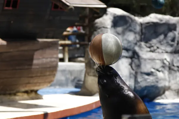 Making sea lion balancing a ball on his nose — Stock Photo, Image