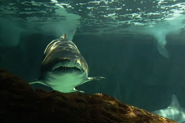 Huge bull shark swimming — Stock Photo, Image