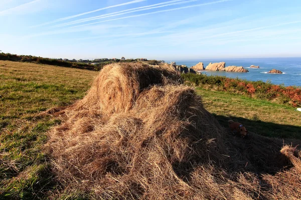 Bale of straw on a steep meadow by the sea — Stock Photo, Image