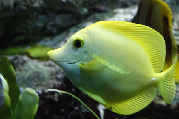 Тропические рыбы разных цветов — стоковое фото