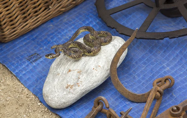 Schlangenfigur auf einem Felsen — Stockfoto