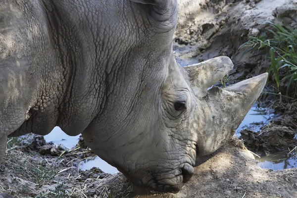 Great African rhino — Stock Photo, Image