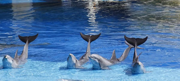 Golfinhos acenando sua cauda levantada — Fotografia de Stock