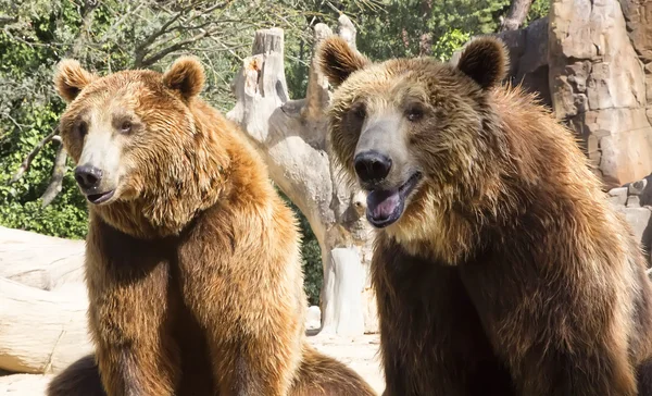 Zwei Grizzlys schauen sitzend — Stockfoto