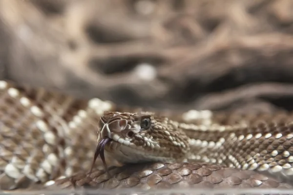 コイル状の恐ろしいガラガラヘビ — ストック写真