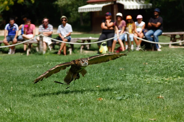 Owl skimming of the ground — Stock Photo, Image