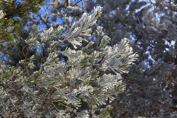아름 다운 얼음 소나무 가지 위에 — 스톡 사진
