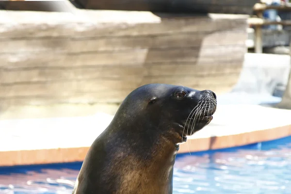 Primer plano de hermoso lobo marino — Foto de Stock