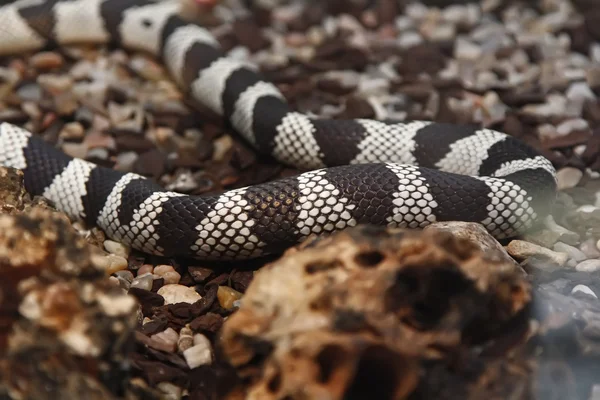 Serpiente cadillac cobra —  Fotos de Stock