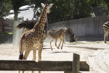 Genç zebra çalışan ve zürafalar arasında atlama
