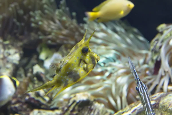 Tropische Fische in vielen Farben — Stockfoto