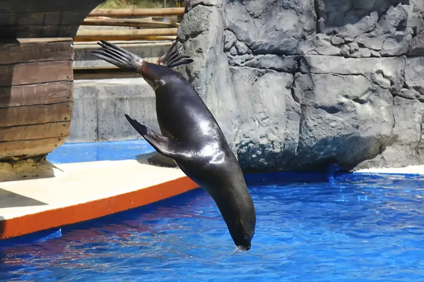 Sea lion jumping into water from height — Stock Photo, Image