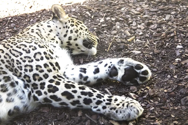 Close up of a leopard restin — Stock Photo, Image