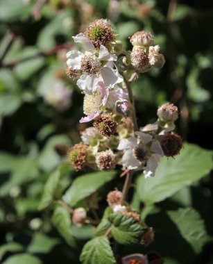 jonge vrouw met een teken van de hand van aandacht