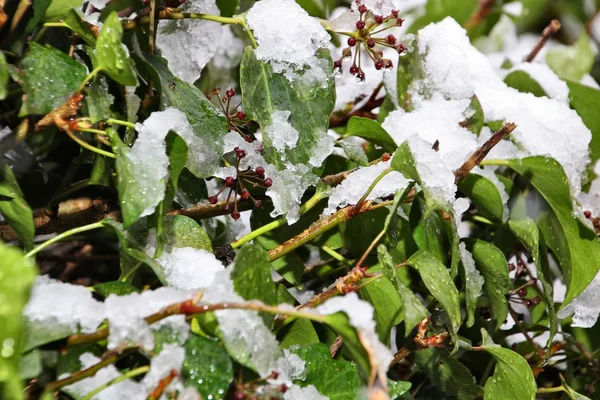 Schnee auf einem Gartenefeu — Stockfoto