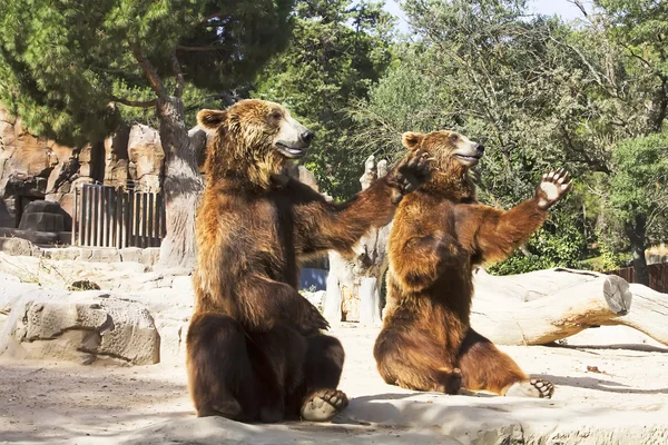 Deux Grizzlis saluant en même temps — Photo