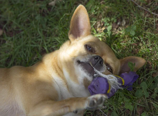 Divertido chihuahua jugando en la hierba — Foto de Stock