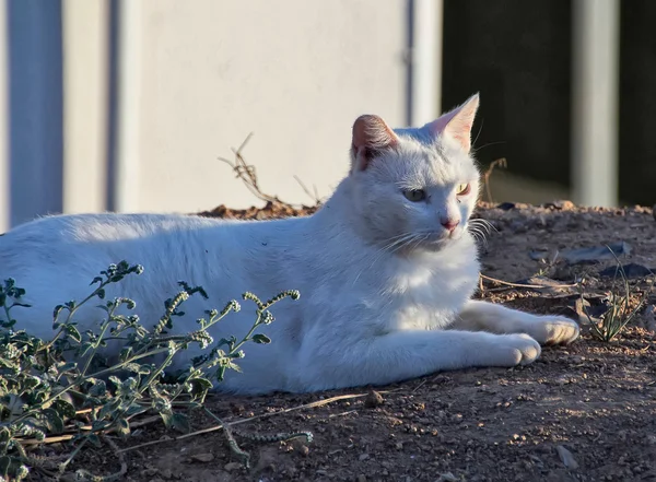 Relaxed resting cat — Stock Photo, Image