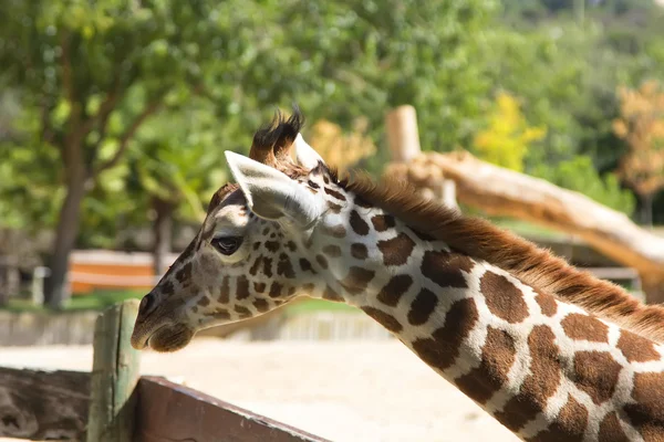 Nahaufnahme einer jungen Giraffe — Stockfoto