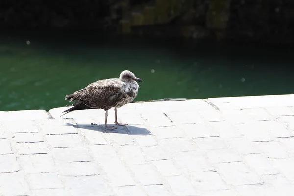 Seagull lopen op een pier — Stockfoto