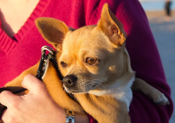 Ung chihuahua i armarna på en kvinna — Stockfoto