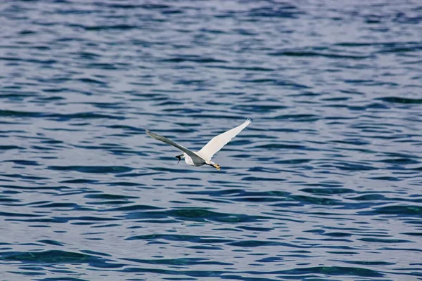 Pěkný pták (Egretta garzetta) létání u vody s — Stock fotografie